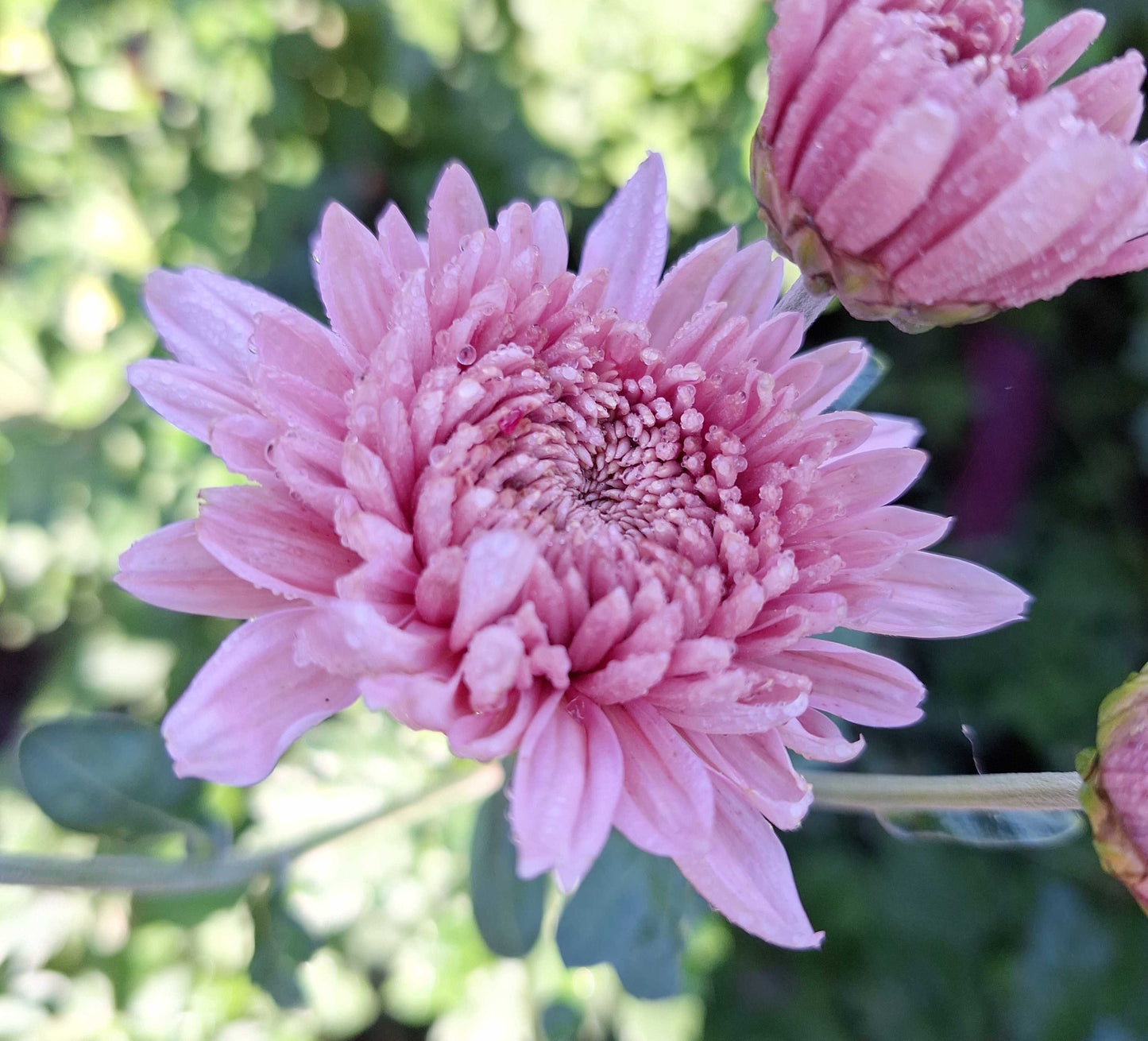Chrysanthemum "Wakehurst Pink" - 5 Cuttings Organic