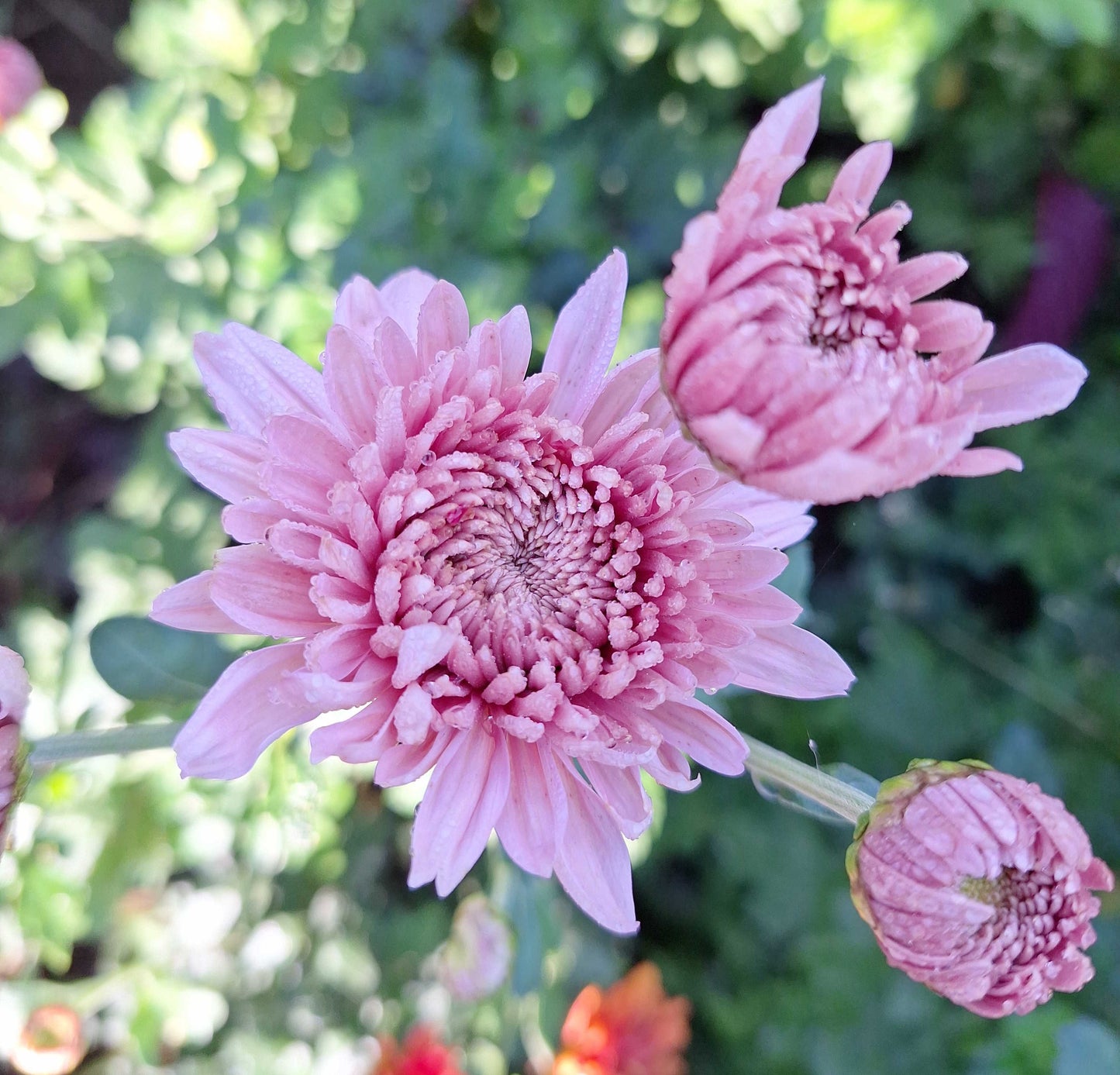 Chrysanthemum "Wakehurst Pink" - 5 Cuttings Organic